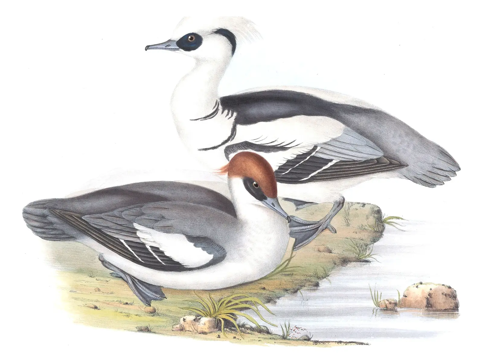 Plate 387 of Gould's The Birds of Europe: Smew (Mergellus albellus)