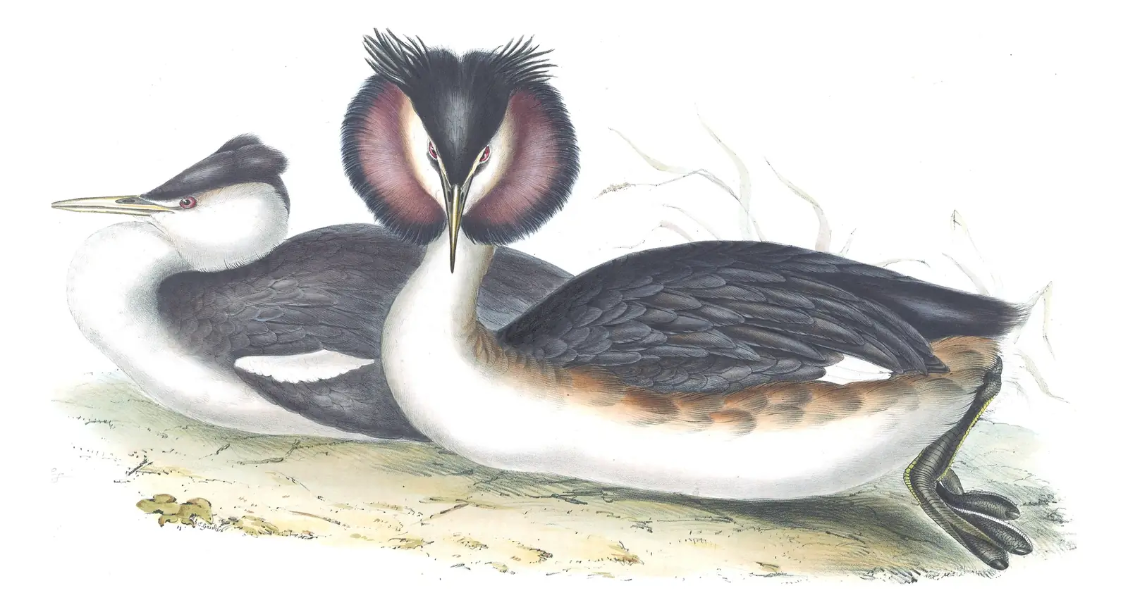 Plate 388 of Gould's The Birds of Europe: Great Crested Grebe (Podiceps cristatus)