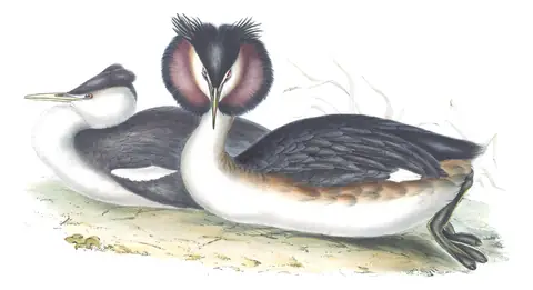 Plate 388 of Gould's The Birds of Europe: Great Crested Grebe (Podiceps cristatus)
