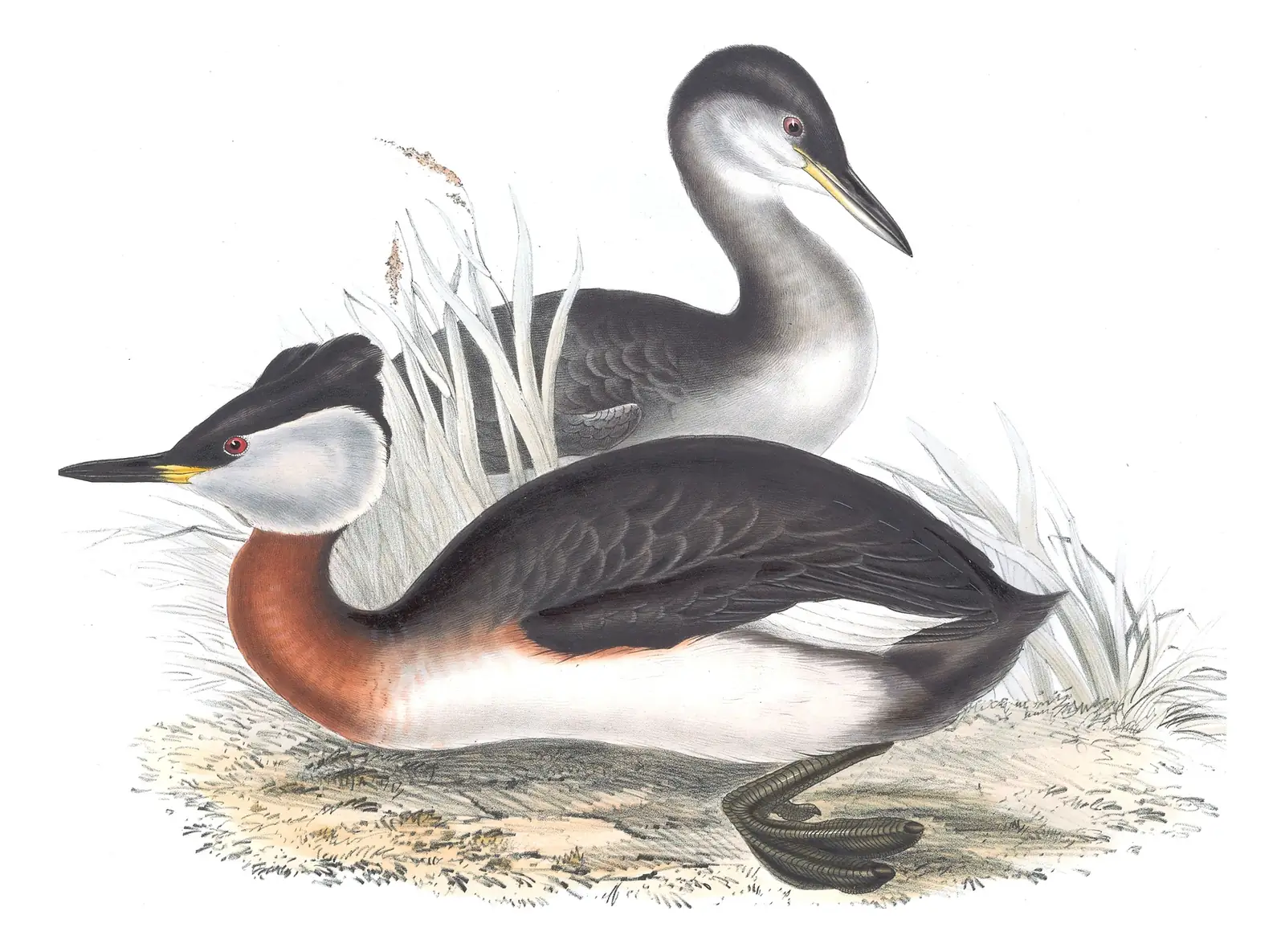 Plate 389 of Gould's The Birds of Europe: Red-necked Grebe (Podiceps grisegena)