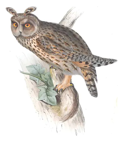 Plate 39 of Gould's The Birds of Europe: Long-eared Owl (Asio otus)