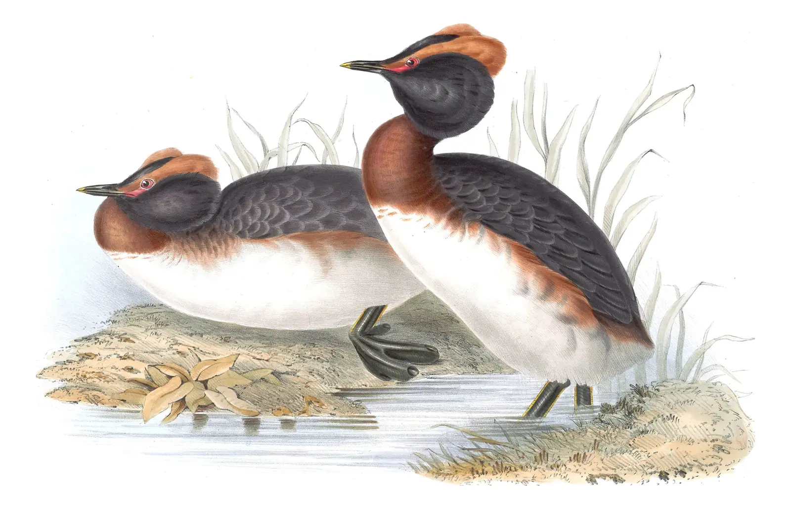 Plate 390 of Gould's The Birds of Europe: Horned Grebe (Podiceps auritus)