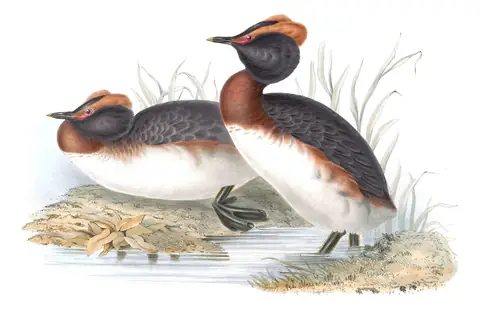 Plate 390 of Gould's The Birds of Europe: Horned Grebe (Podiceps auritus)