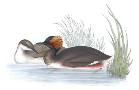 Plate 391 of Gould's The Birds of Europe: Eared Grebe (Podiceps nigricollis)