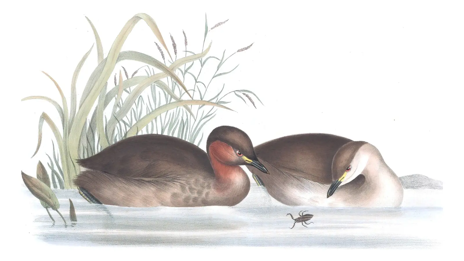 Plate 392 of Gould's The Birds of Europe: Little Grebe (Tachybaptus ruficollis)