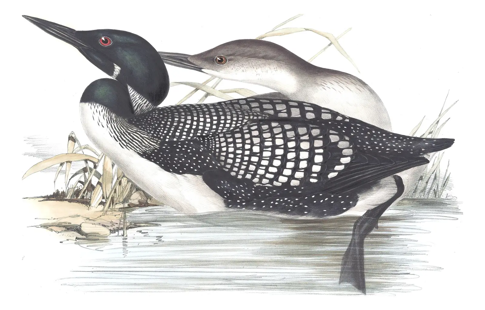 Plate 393 of Gould's The Birds of Europe: Common Loon (Gavia immer)