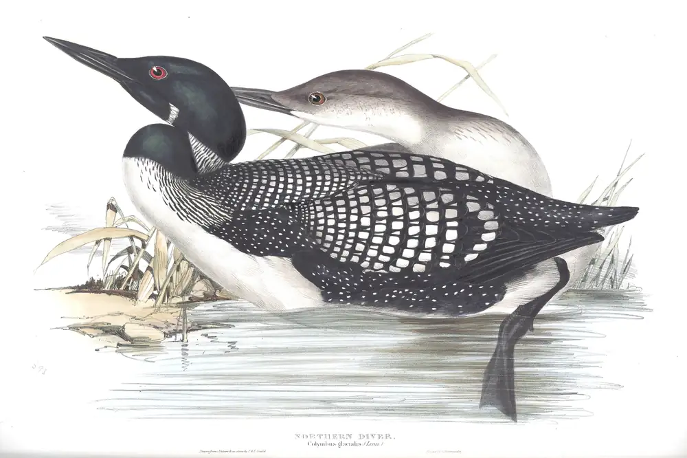 The whole sheet of plate 393, with its engraved caption