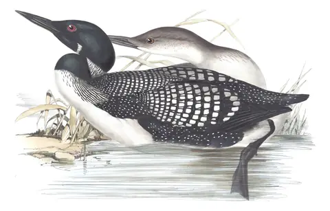 Plate 393 of Gould's The Birds of Europe: Common Loon (Gavia immer)