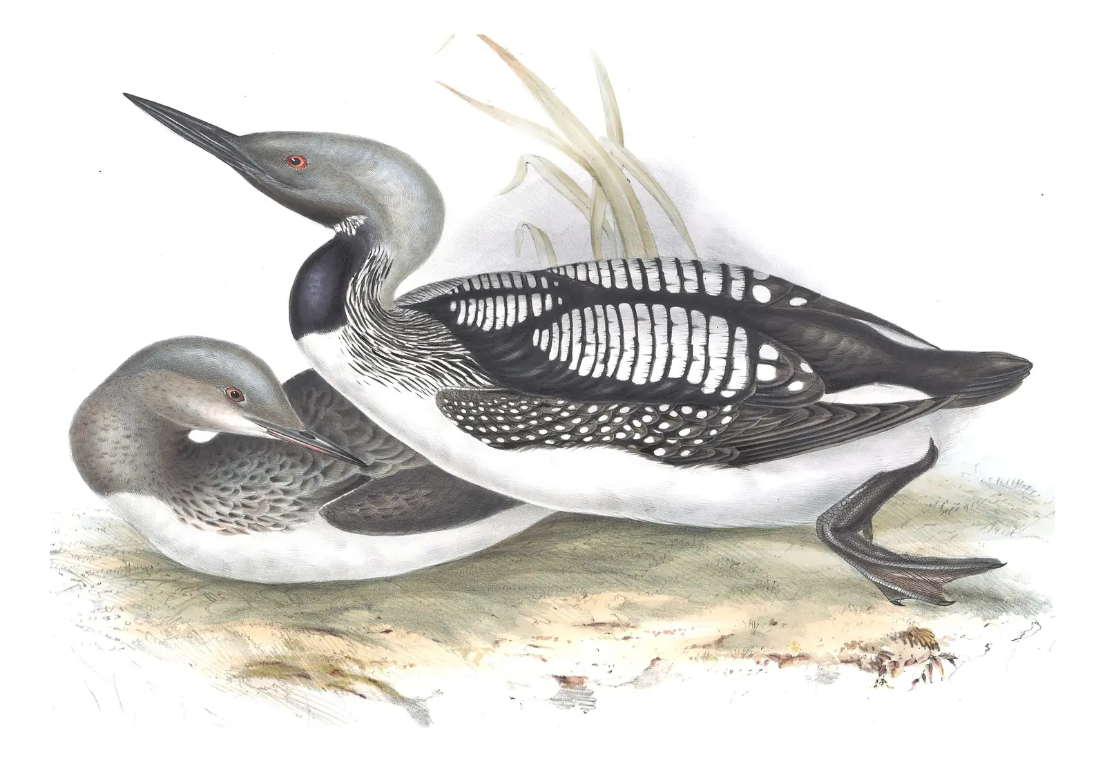 Plate 394 of Gould's The Birds of Europe: Arctic Loon (Gavia arctica)