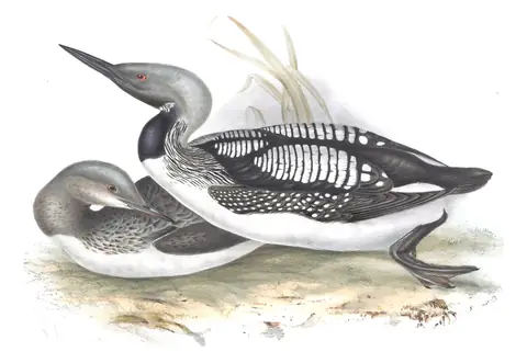 Plate 394 of Gould's The Birds of Europe: Arctic Loon (Gavia arctica)