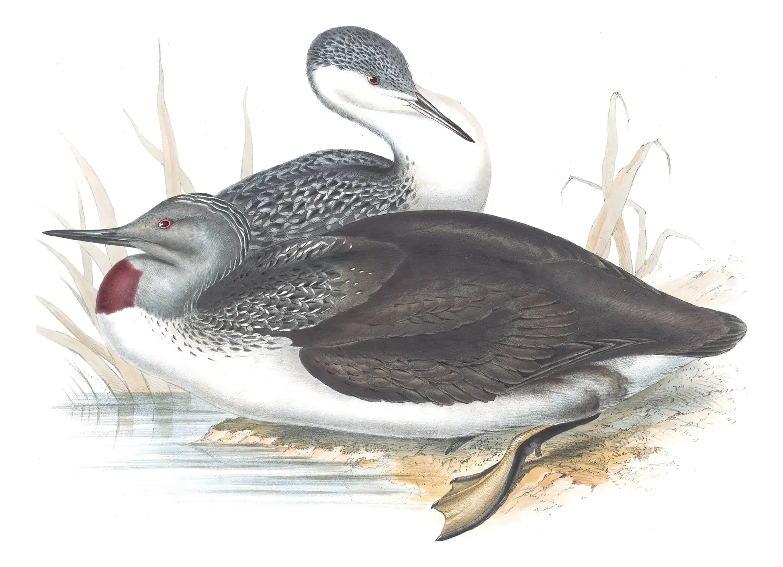 Plate 395 of Gould's The Birds of Europe: Red-throated Loon (Gavia stellata)