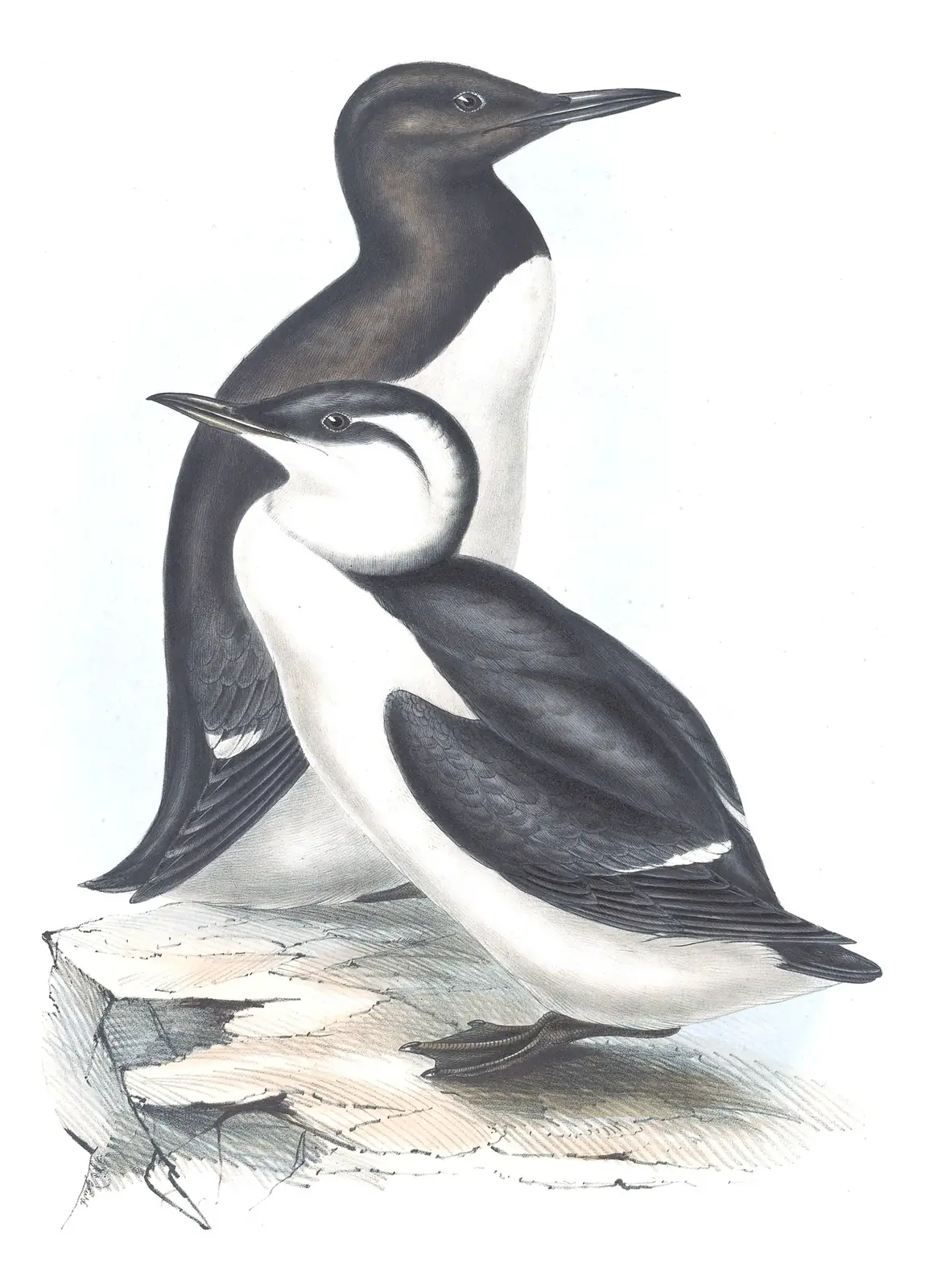 Plate 396 of Gould's The Birds of Europe: Common Murre (Uria aalge)