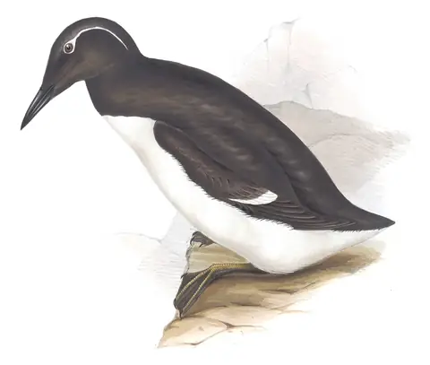 Plate 397 of Gould's The Birds of Europe: Common Murre (Uria aalge)