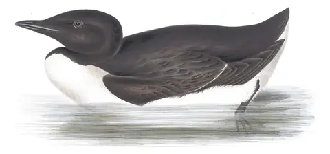 Plate 398 of Gould's The Birds of Europe: Thick-billed Murre (Uria lomvia)