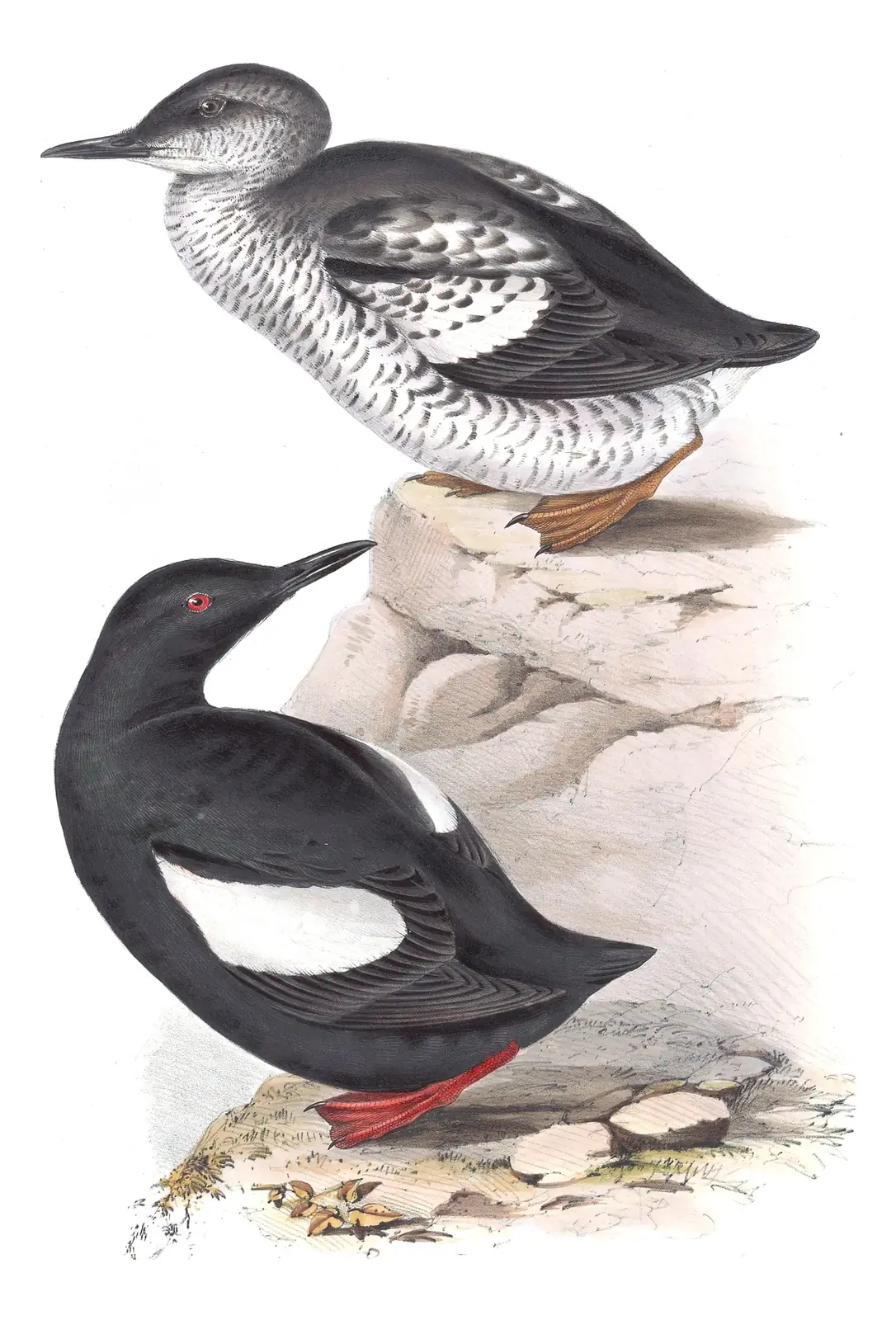 Plate 399 of Gould's The Birds of Europe: Black Guillemot (Cepphus grylle)