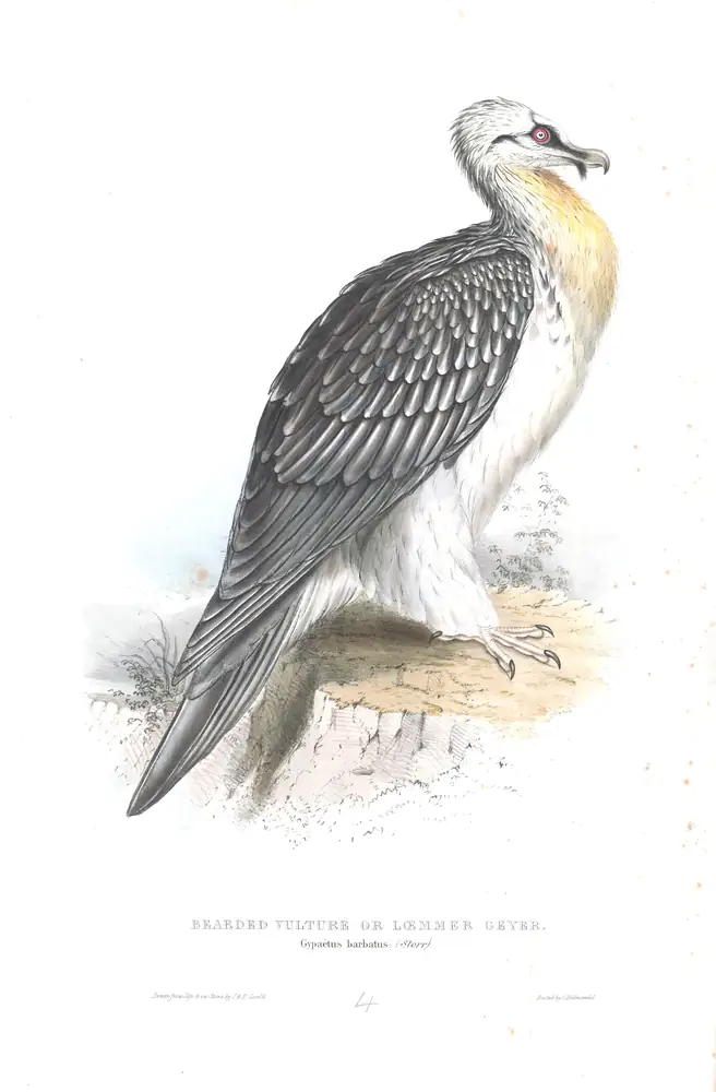 The whole sheet of plate 4, with its engraved caption