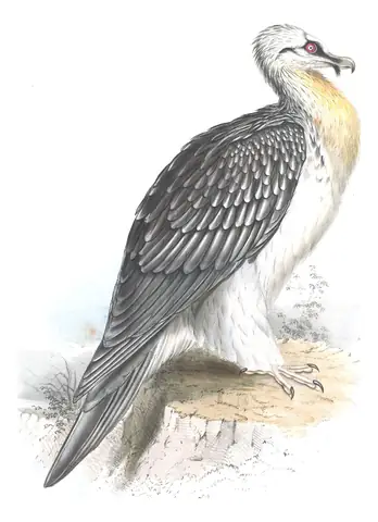Plate 4 of Gould's The Birds of Europe: Bearded Vulture (Gypaetus barbatus)