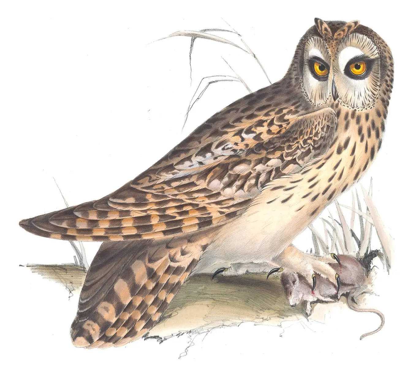 Plate 40 of Gould's The Birds of Europe: Short-eared Owl (Asio flammeus)
