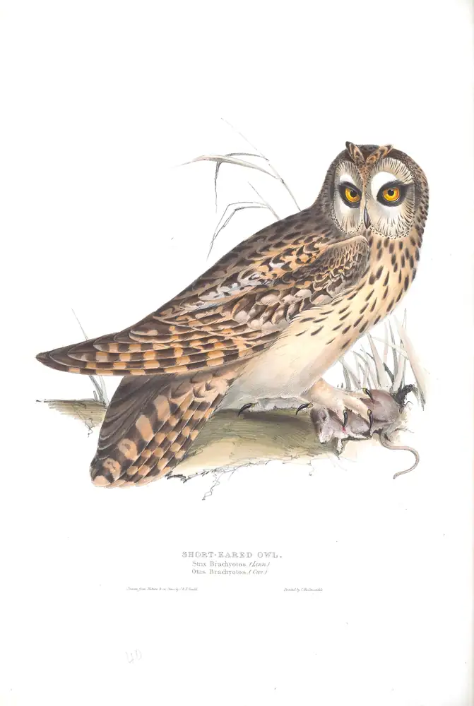 The whole sheet of plate 40, with its engraved caption