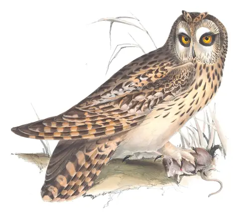 Plate 40 of Gould's The Birds of Europe: Short-eared Owl (Asio flammeus)