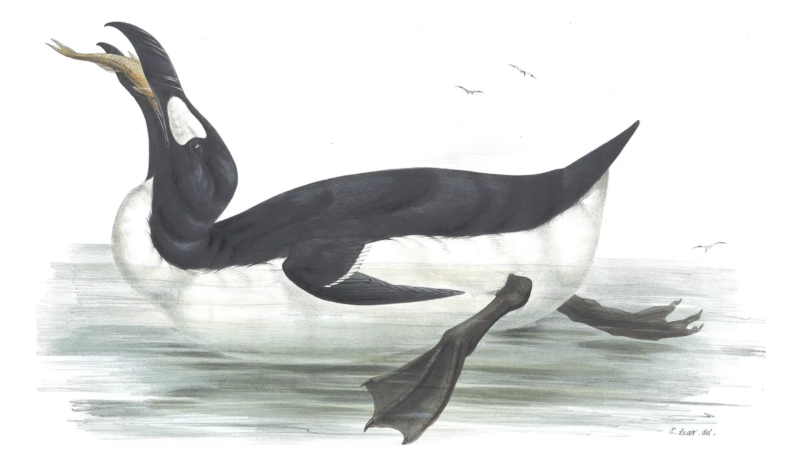 Plate 400 of Gould's The Birds of Europe: Great Auk (Pinguinus impennis)