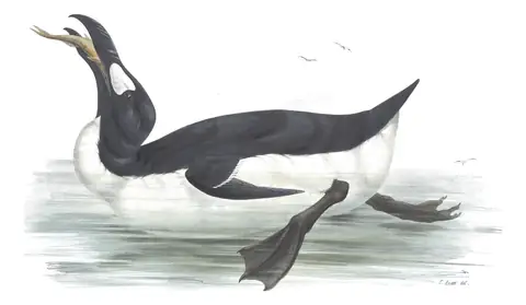 Plate 400 of Gould's The Birds of Europe: Great Auk (Pinguinus impennis)