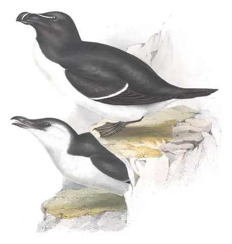 Plate 401 of Gould's The Birds of Europe: Razorbill (Alca torda)