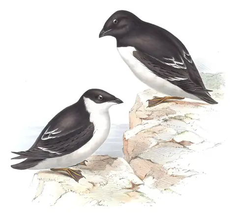 Plate 402 of Gould's The Birds of Europe: Dovekie (Alle alle)