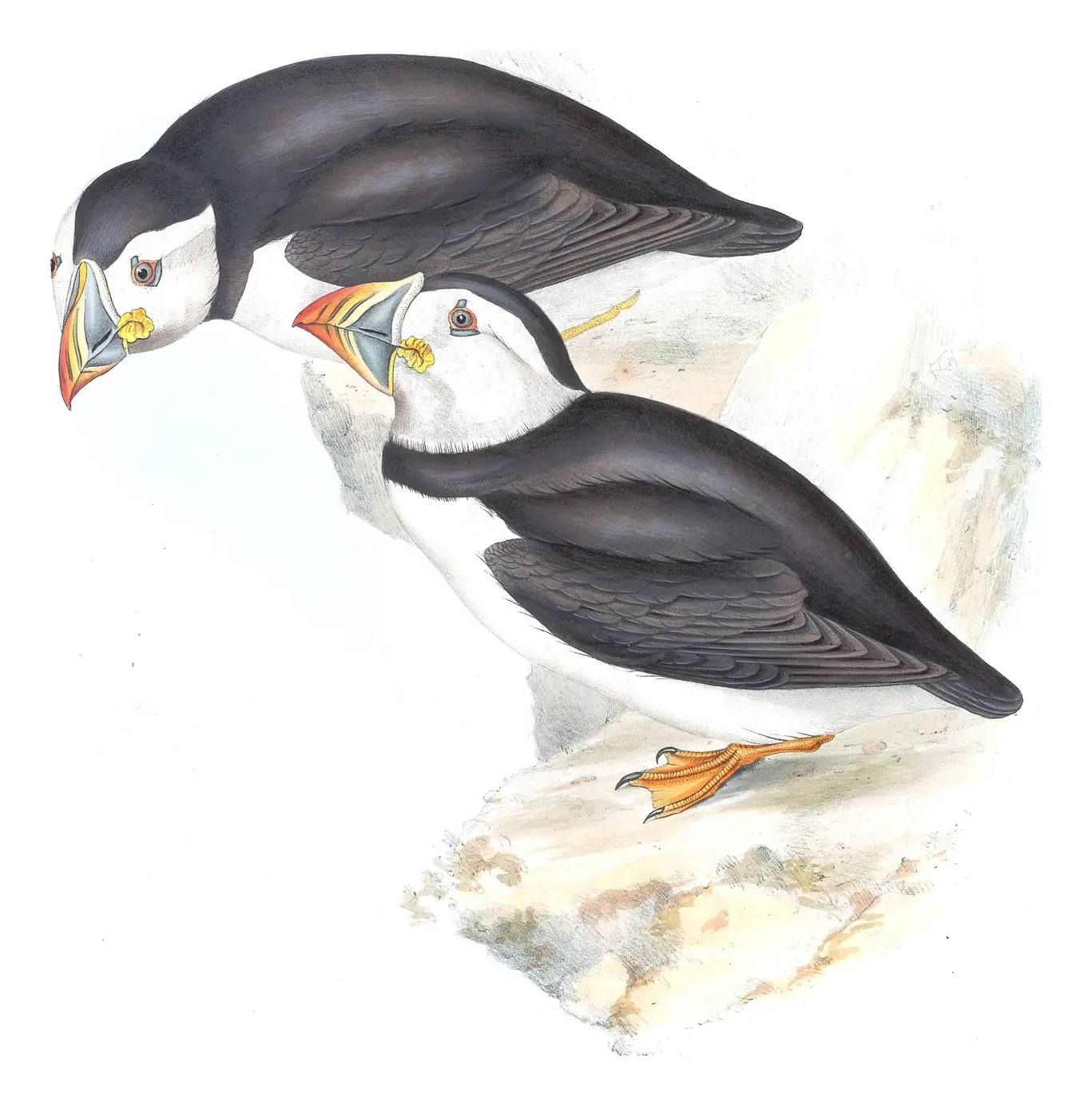 Plate 403 of Gould's The Birds of Europe: Atlantic Puffin (Fratercula arctica)