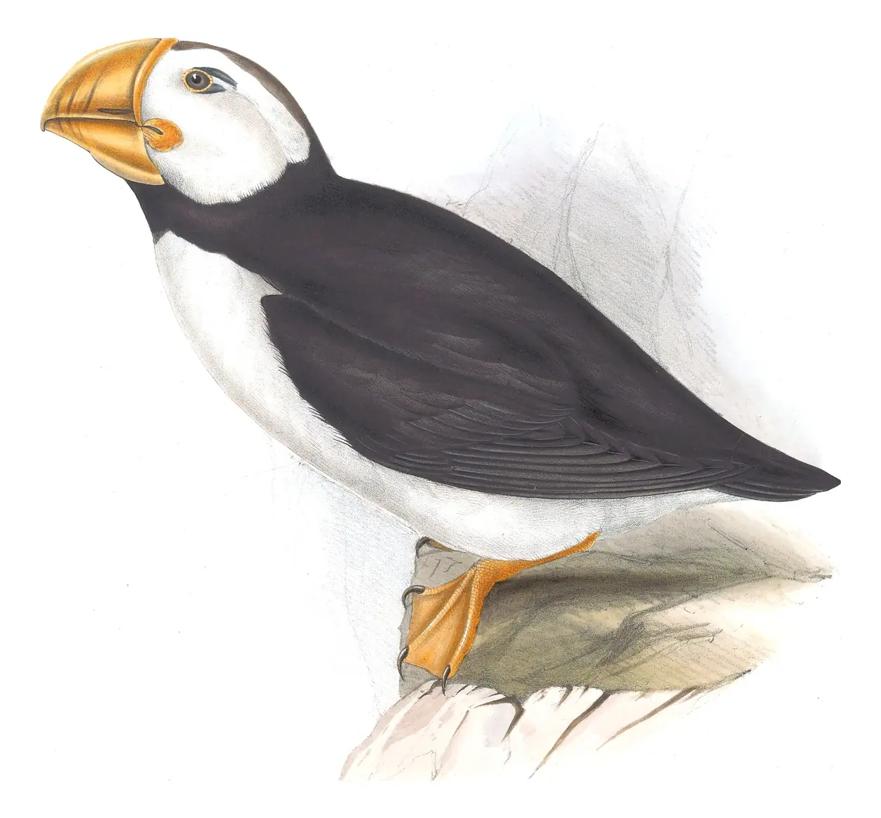 Plate 404 of Gould's The Birds of Europe: Horned Puffin (Fratercula corniculata)