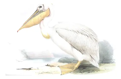 Plate 405 of Gould's The Birds of Europe: Great White Pelican (Pelecanus onocrotalus)