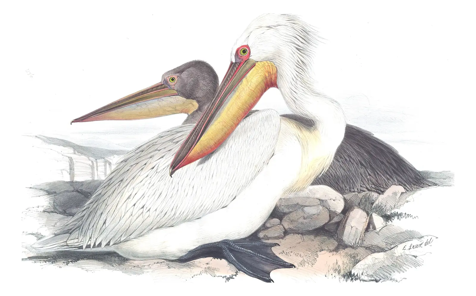 Plate 406 of Gould's The Birds of Europe: Dalmatian Pelican (Pelecanus crispus)