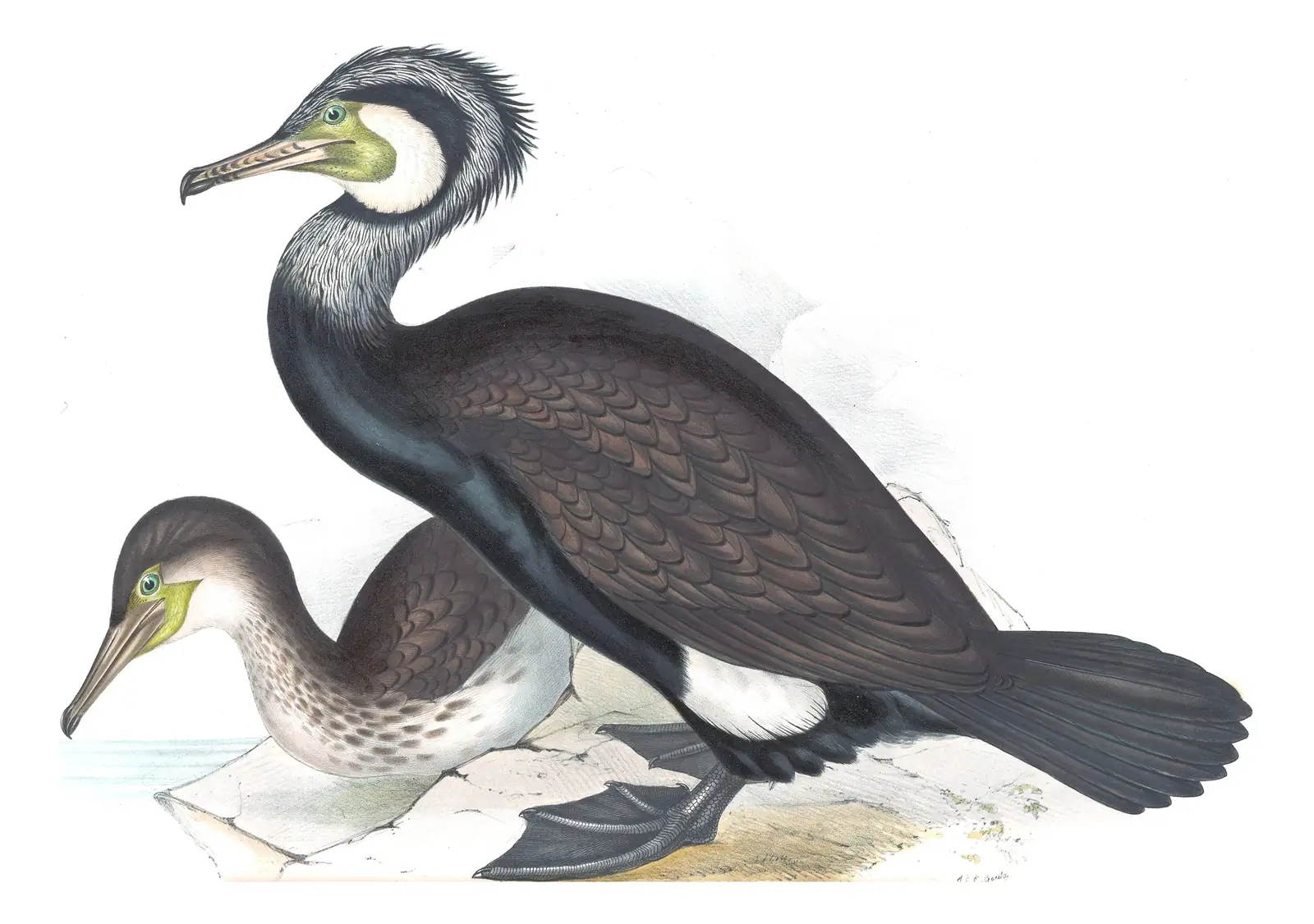 Plate 407 of Gould's The Birds of Europe: Great Cormorant (Phalacrocorax carbo)