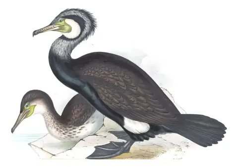 Plate 407 of Gould's The Birds of Europe: Great Cormorant (Phalacrocorax carbo)