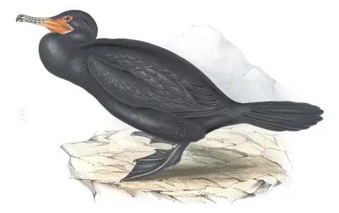 Plate 408 of Gould's The Birds of Europe: Neotropic Cormorant (Nannopterum brasilianum)