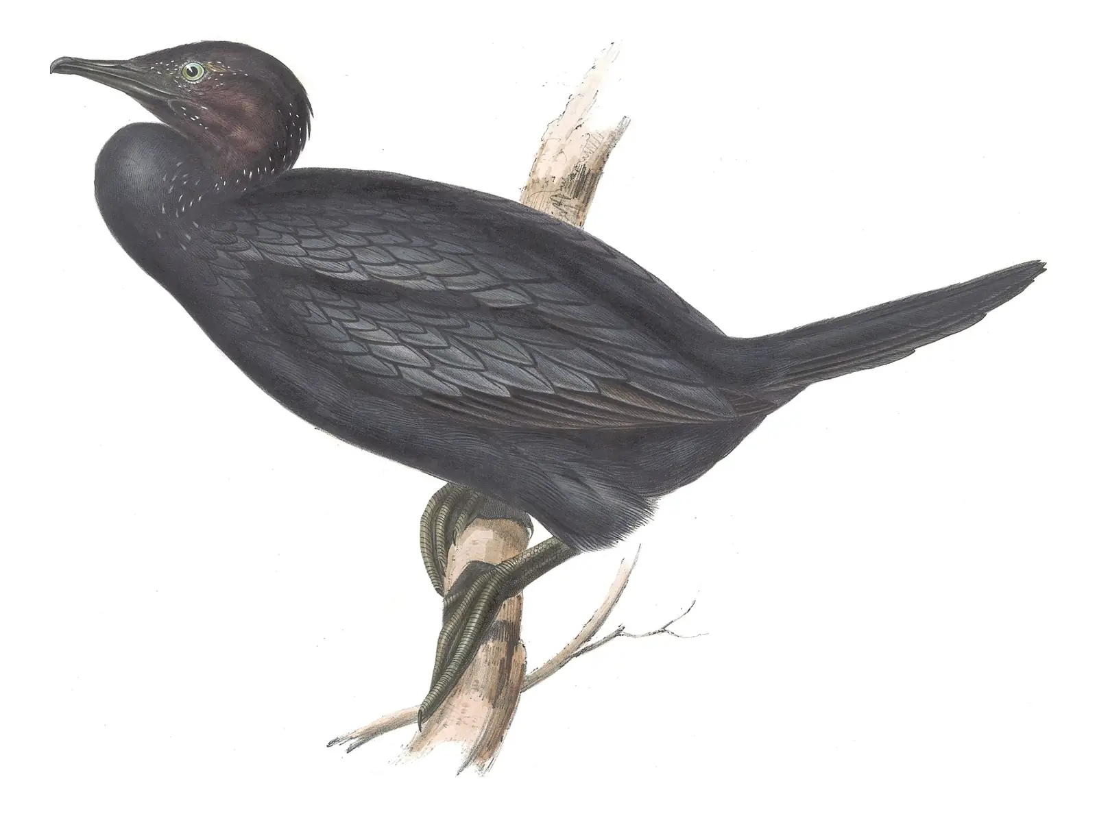 Plate 409 of Gould's The Birds of Europe: Pygmy Cormorant (Microcarbo pygmaeus)