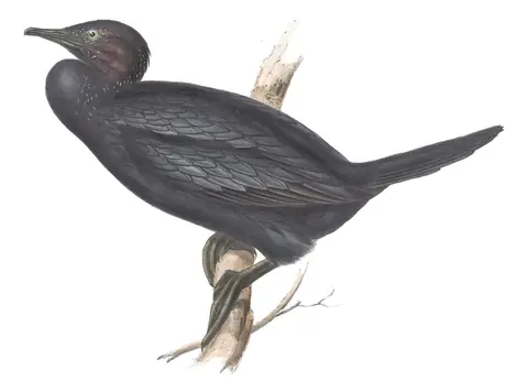 Plate 409 of Gould's The Birds of Europe: Pygmy Cormorant (Microcarbo pygmaeus)