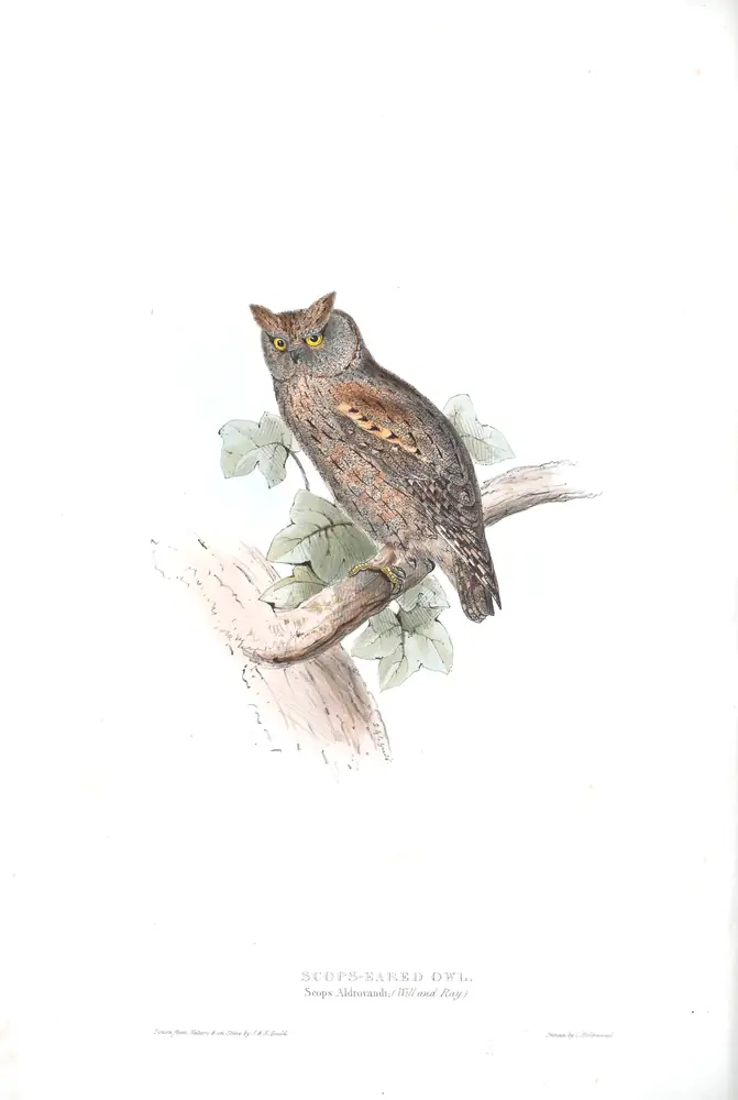 The whole sheet of plate 41, with its engraved caption