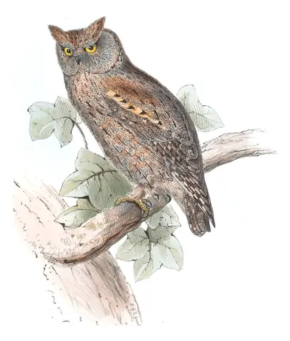 Plate 41 of Gould's The Birds of Europe: Eurasian Scops-Owl (Otus scops)