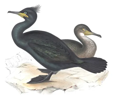 Plate 410 of Gould's The Birds of Europe: European Shag (Gulosus aristotelis)