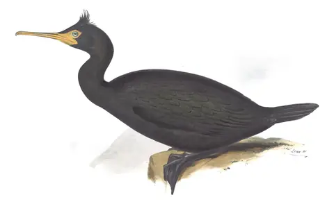 Plate 411 of Gould's The Birds of Europe: European Shag (Gulosus aristotelis)