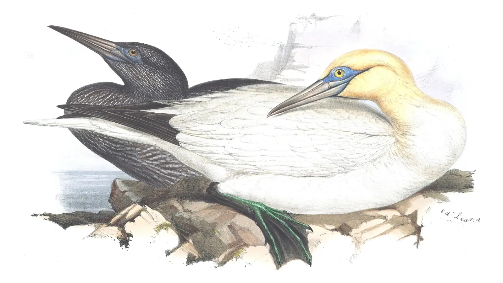 Plate 412 of Gould's The Birds of Europe: Northern Gannet (Morus bassanus)