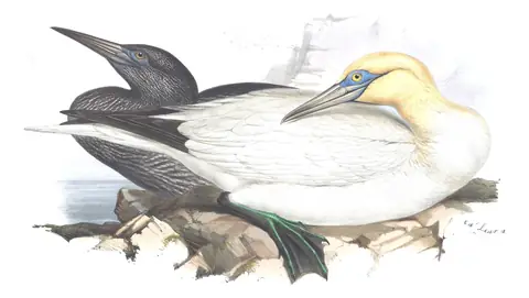 Plate 412 of Gould's The Birds of Europe: Northern Gannet (Morus bassanus)