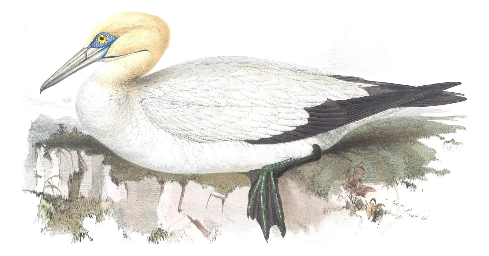 Plate 413 of Gould's The Birds of Europe: Northern Gannet (Morus bassanus)