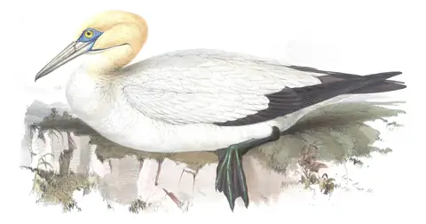 Plate 413 of Gould's The Birds of Europe: Northern Gannet (Morus bassanus)