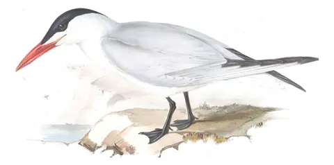 Plate 414 of Gould's The Birds of Europe: Caspian Tern (Hydroprogne caspia)