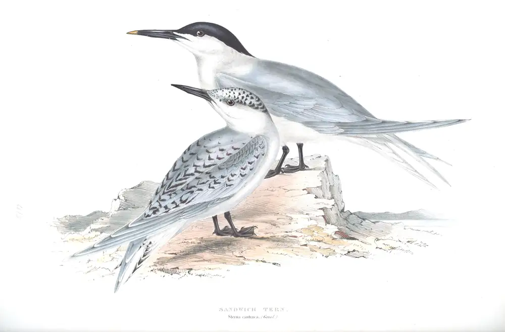 The whole sheet of plate 415, with its engraved caption