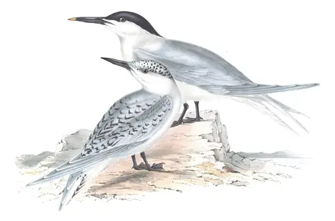 Plate 415 of Gould's The Birds of Europe: Sandwich Tern (Thalasseus sandvicensis)