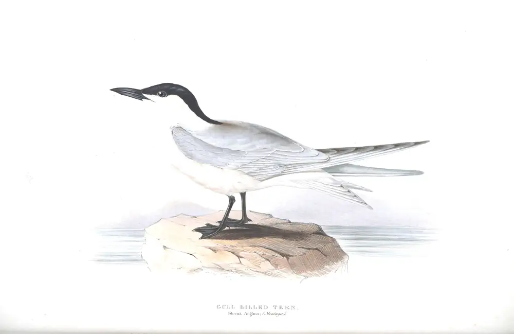 The whole sheet of plate 416, with its engraved caption