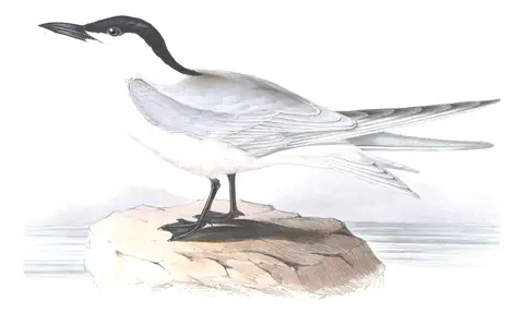 Plate 416 of Gould's The Birds of Europe: Gull-billed Tern (Gelochelidon nilotica)
